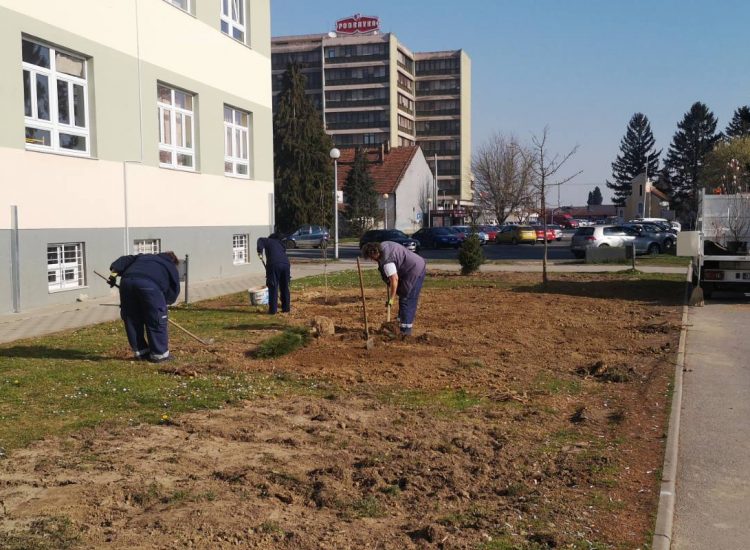 Djelatnici Komunalca ove godine posadili 93 stabla