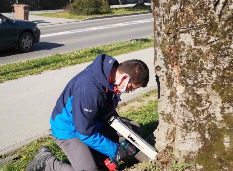 Crvenolisna bukva na ‘liječničkom pregledu’