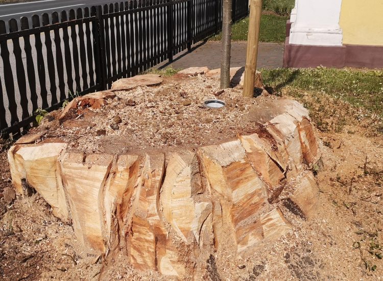 Novo stablo lipe posađeno kod kapelice na Varaždinskoj cesti