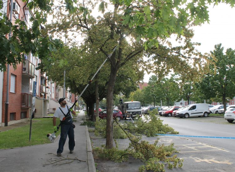Orezane grane na stablima na Trgu Eugena Kumičića