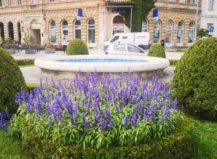 Cvjetne gredice na javnim površinama u punom su cvatu