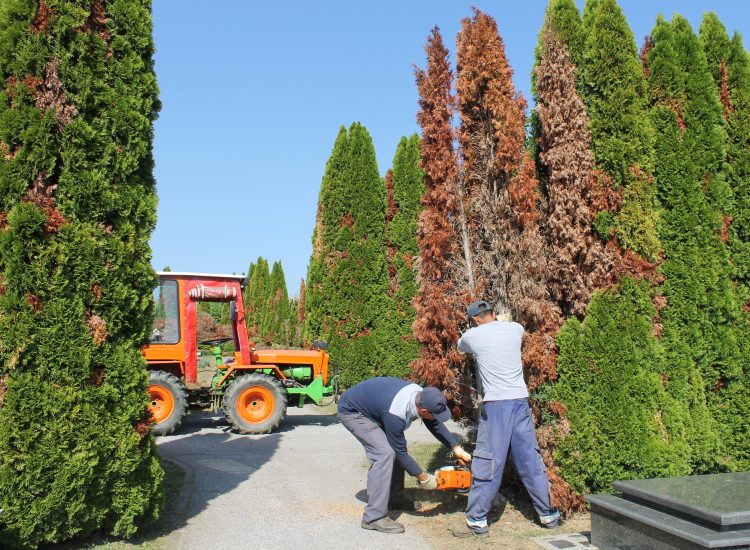 Na Gradskom groblju Pri Svetom Duhu u tijeku je revitalizacija zelenila