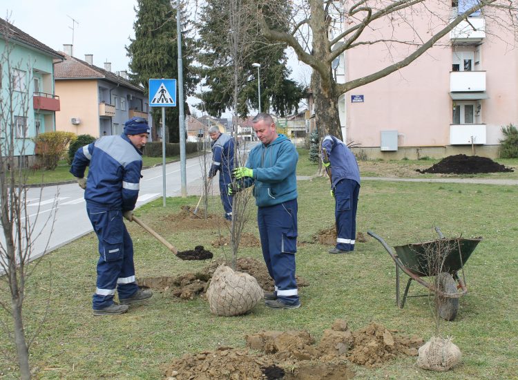 Počela sadnja stabala i ukrasnog grmlja na Trgu kralja Krešimira