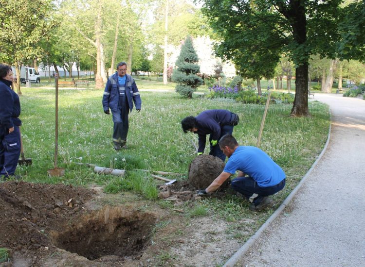 Uklanjanje suhih stabala na Zrinskom trgu – obnova u jesen