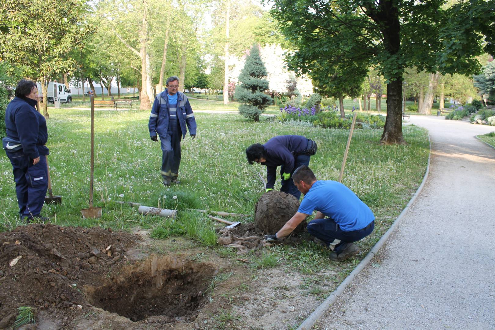 Uklanjanje suhih stabala na Zrinskom trgu – obnova u jesen