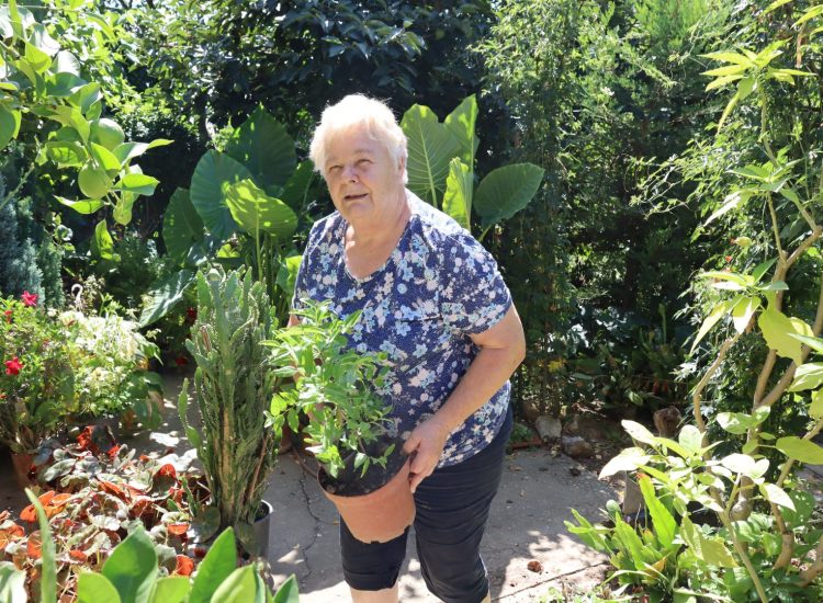 Obitelj Petričević donirala više od 100 sadnica za uređenje gradskih površina