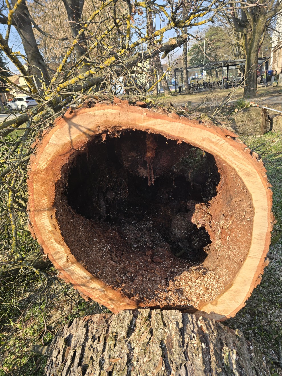 Revitalizacija gradskog zelenila i sadnja novih stabala